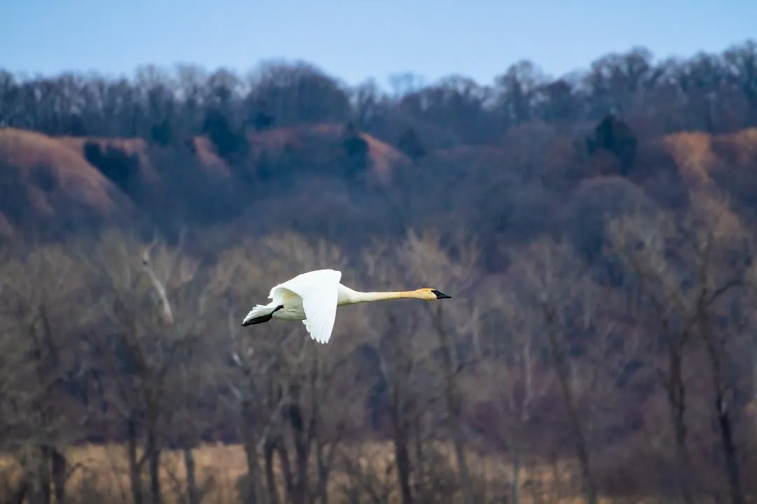 white bird in flight, blue sky, dense trees