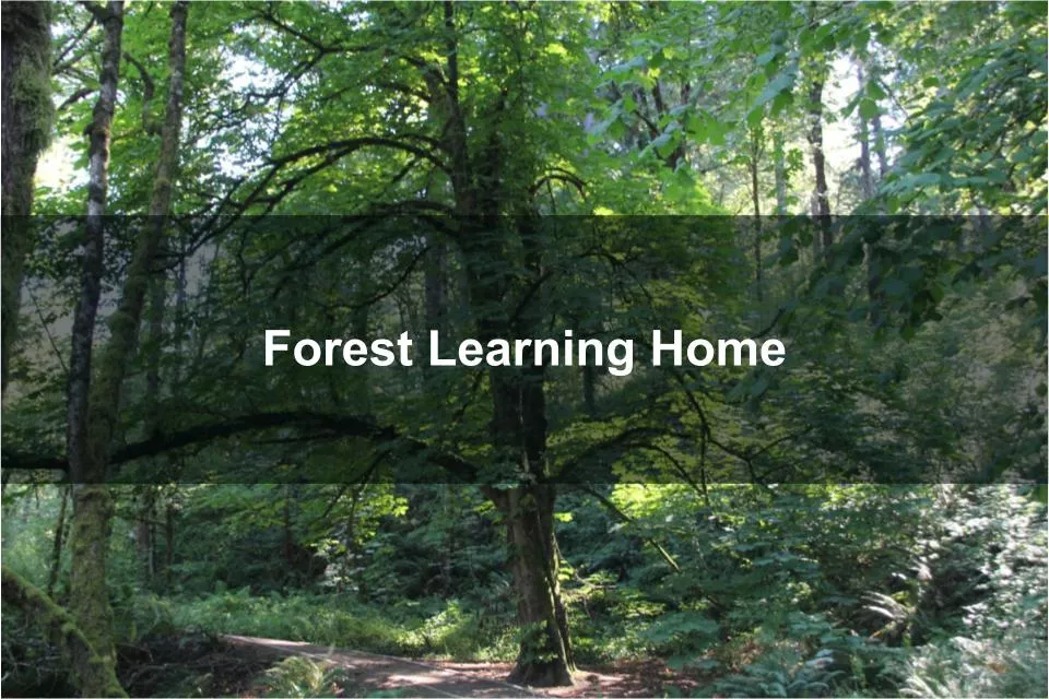 Forest Learning Homepage Image—Lone Tree in a Forest Clearing