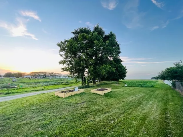 Green fields with a large tree against a blue sky. There are raised beds near the tree.