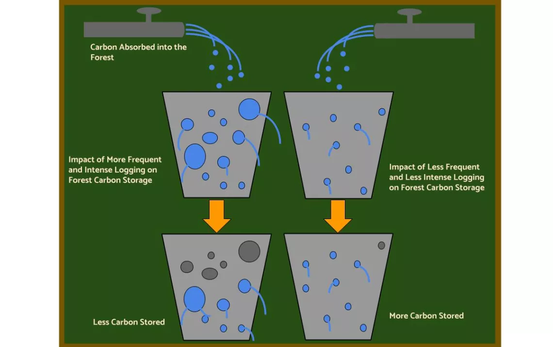 Diagram of the Leaky Bucket Carbon Analogy