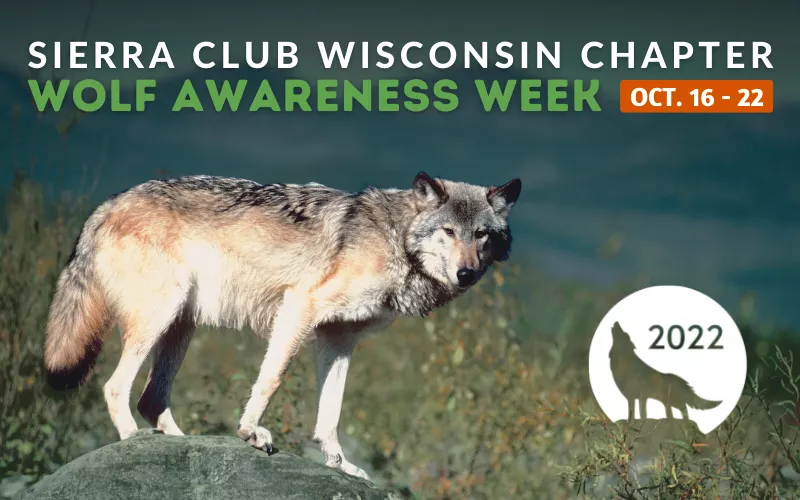 Wolf Awareness Week