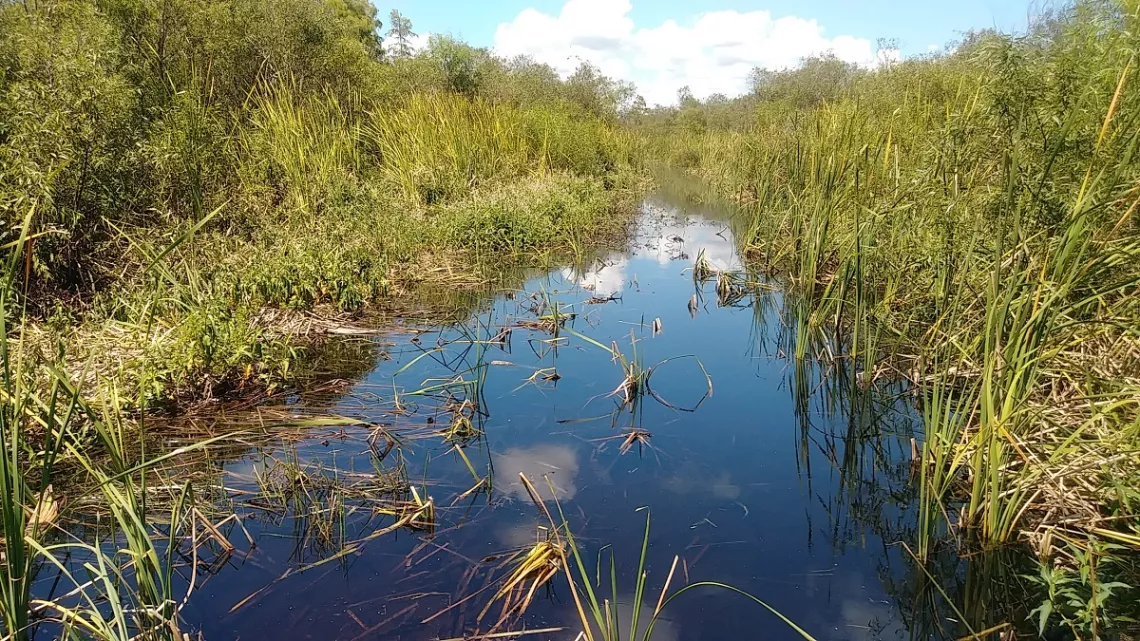 A degraded area in the Everglades