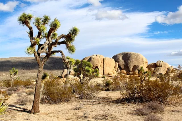 Western Joshua Tree