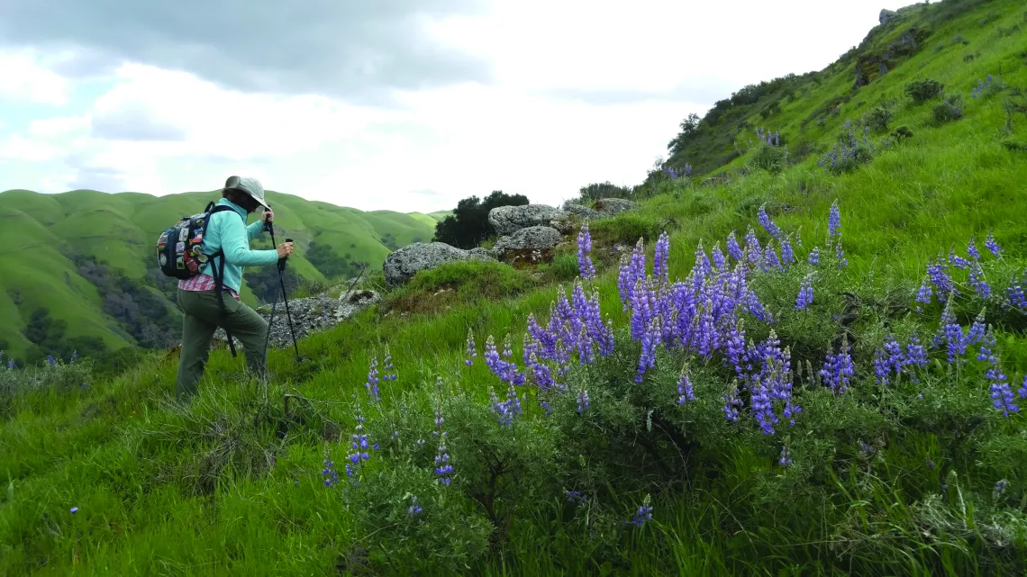 Susan ascending Maguire Peak surrounded by wildflowers, Sunol Regional by Ralph Alcorn.