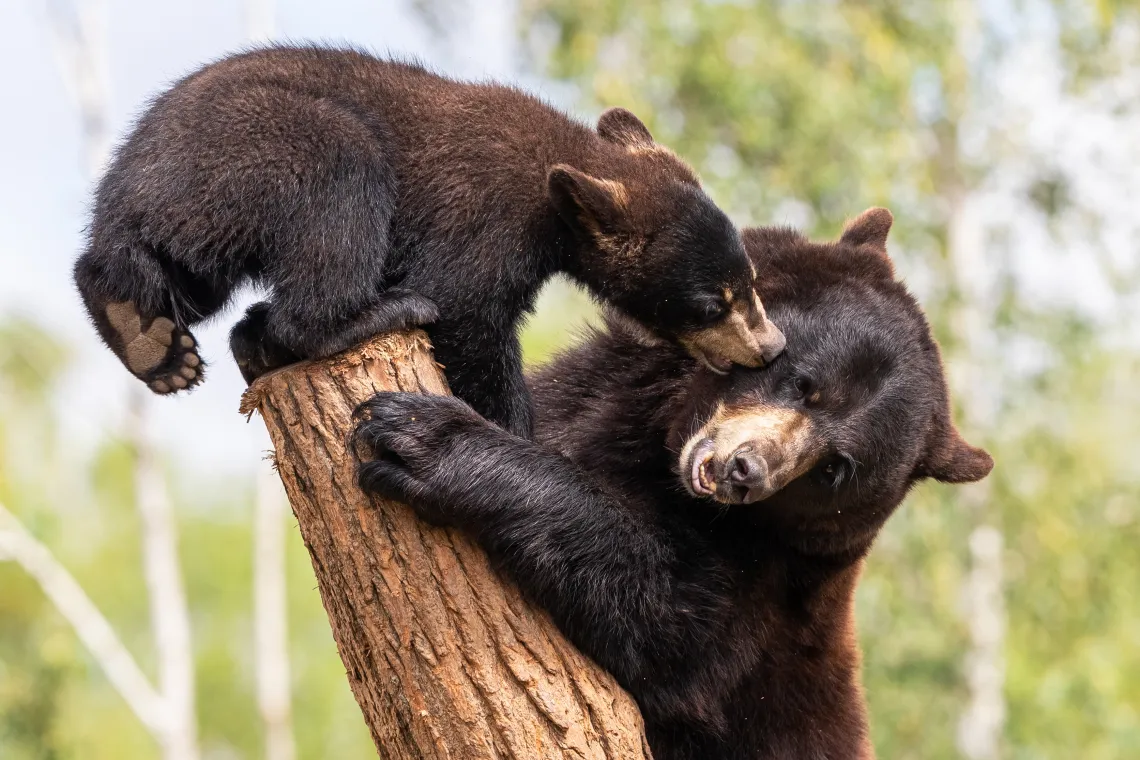 Bears 