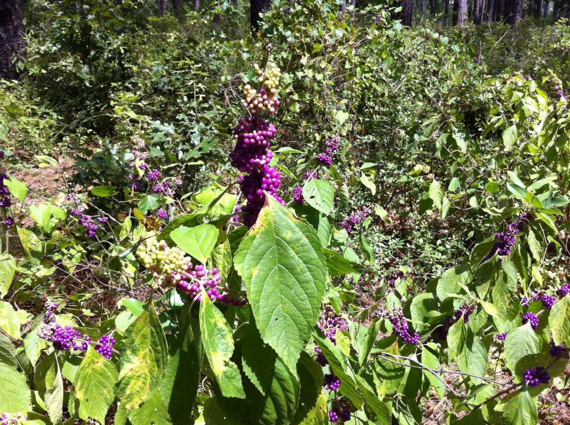 American Beautyberry