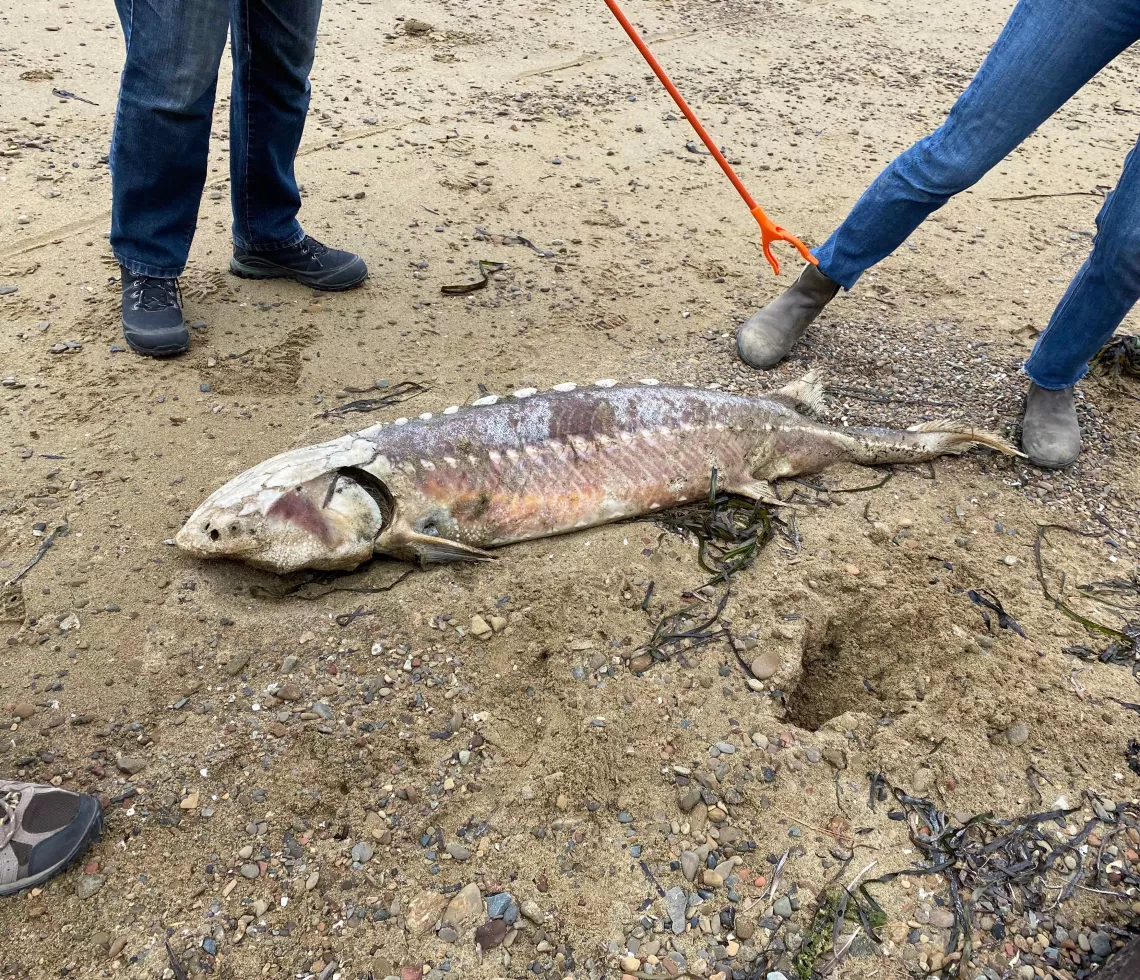 Dead sturgeon on a shoreline