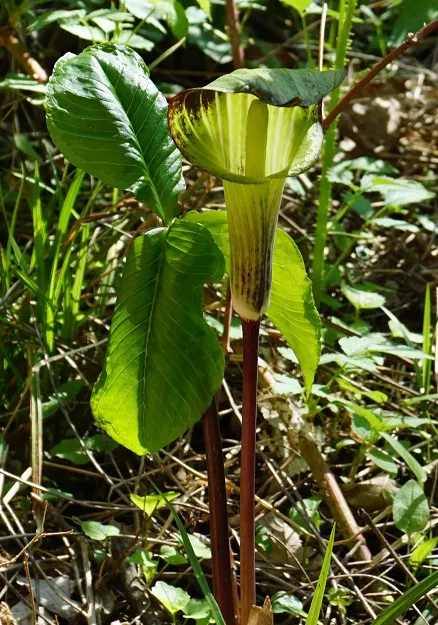 Jack in the Pulpit