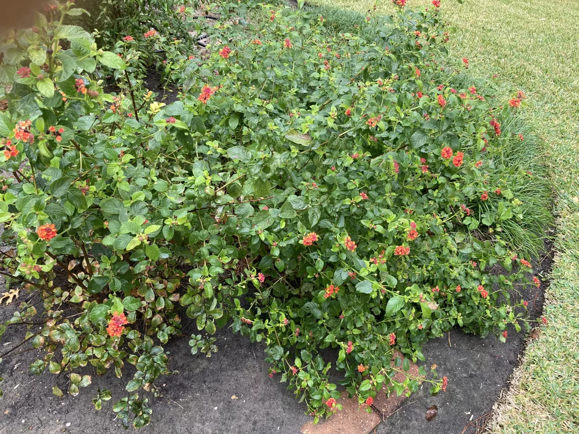 Texas Lantana