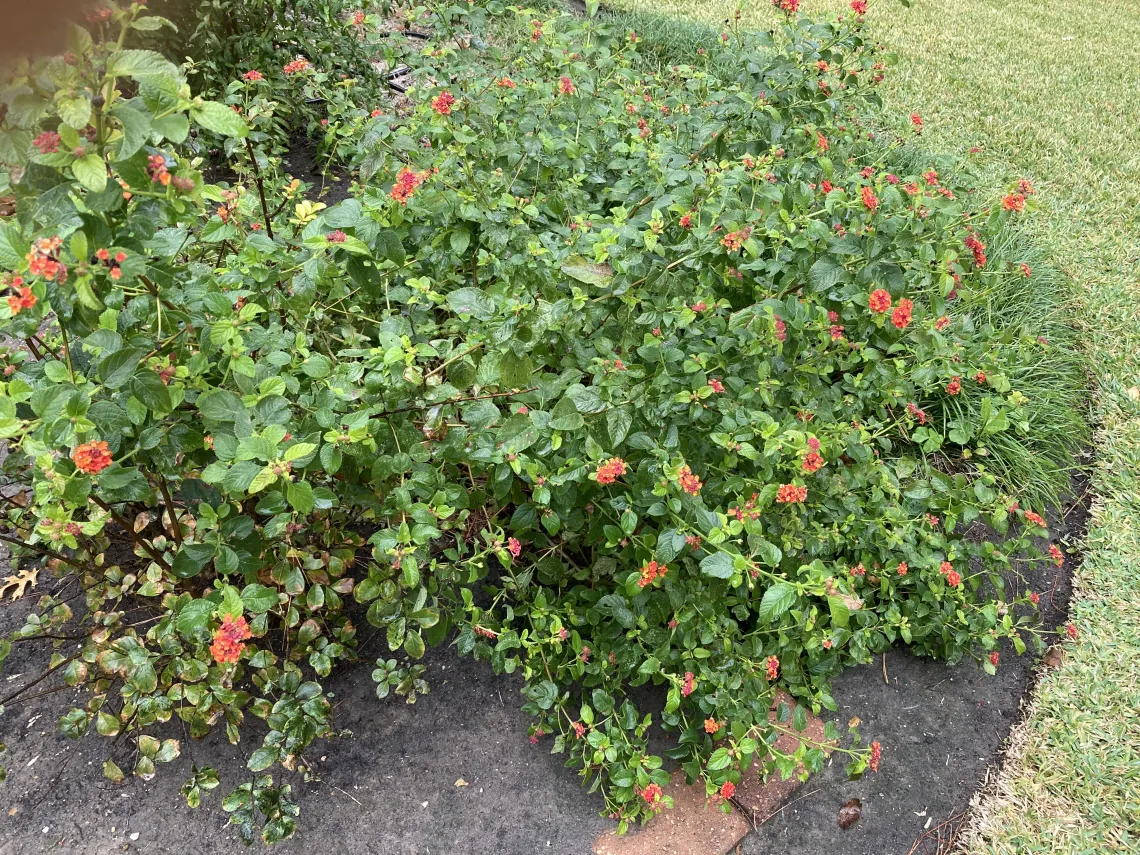 Texas Lantana