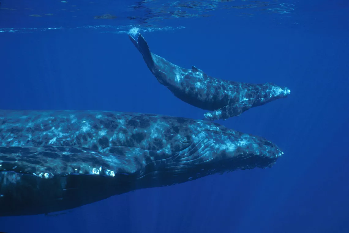 Humpback whales, by NOAA