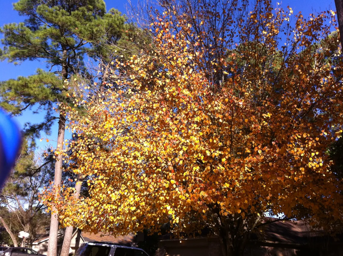 Southern Red Oak