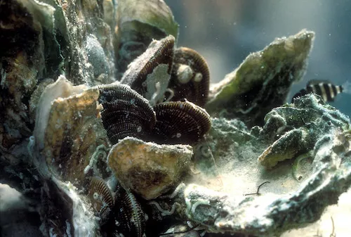 An underwater oyster reef with a small striped fish swimming behind it.