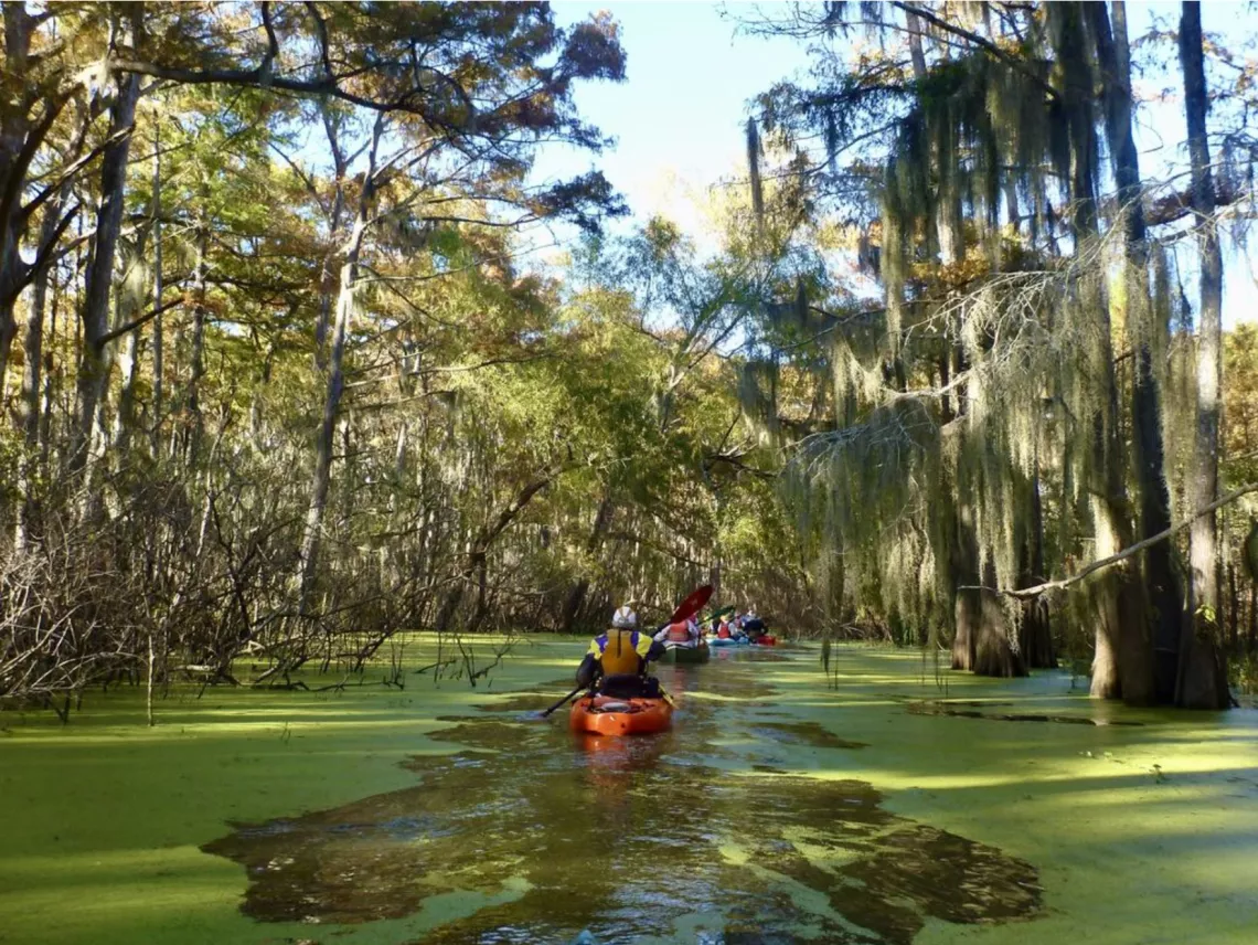 Along Mud Lake Bayou