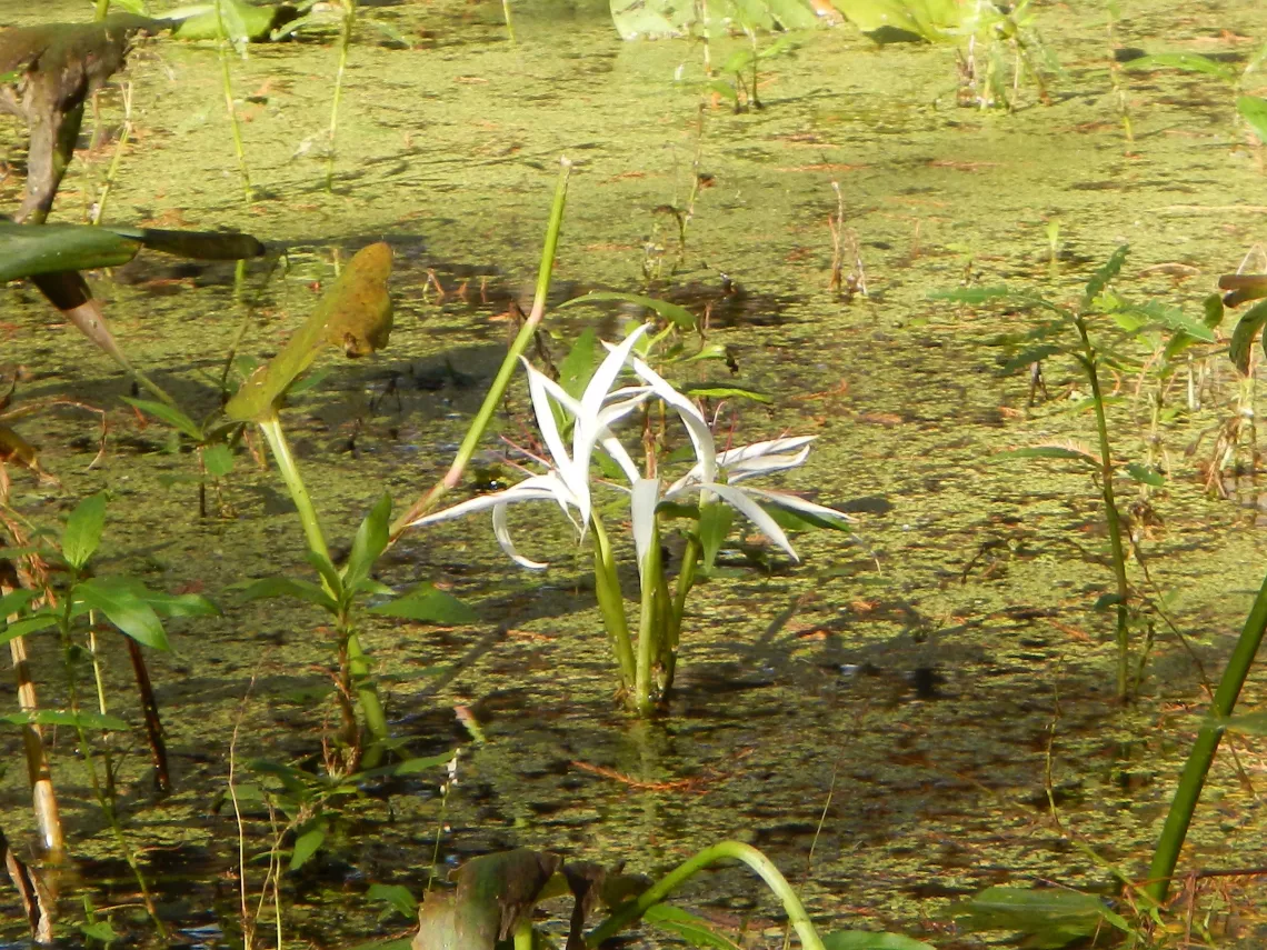 Swamp Lily