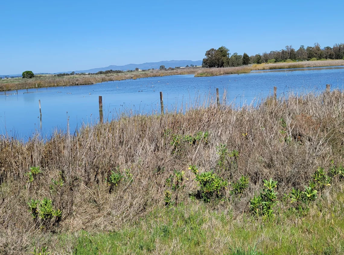 American Canyon marsh
