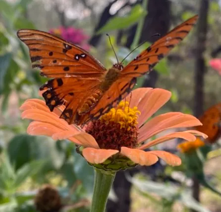 butterfly on flower (photo by Maya Tainatongo)