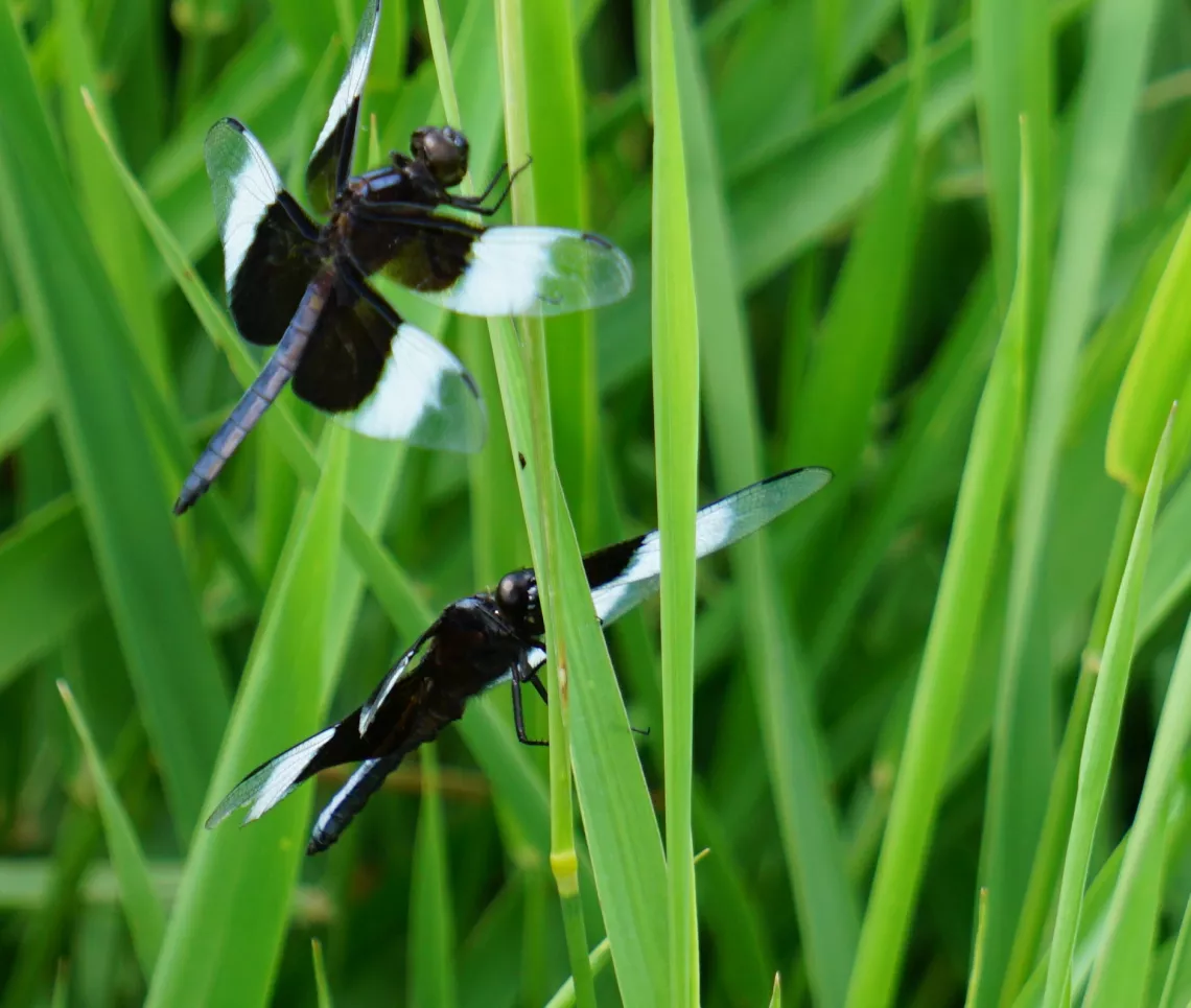 dragonflies at Moorland Pond in Webster County, Iowa