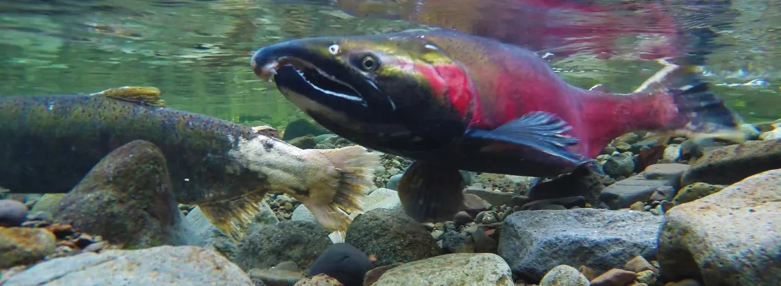 Salmon courtesy Bureau of Land Management