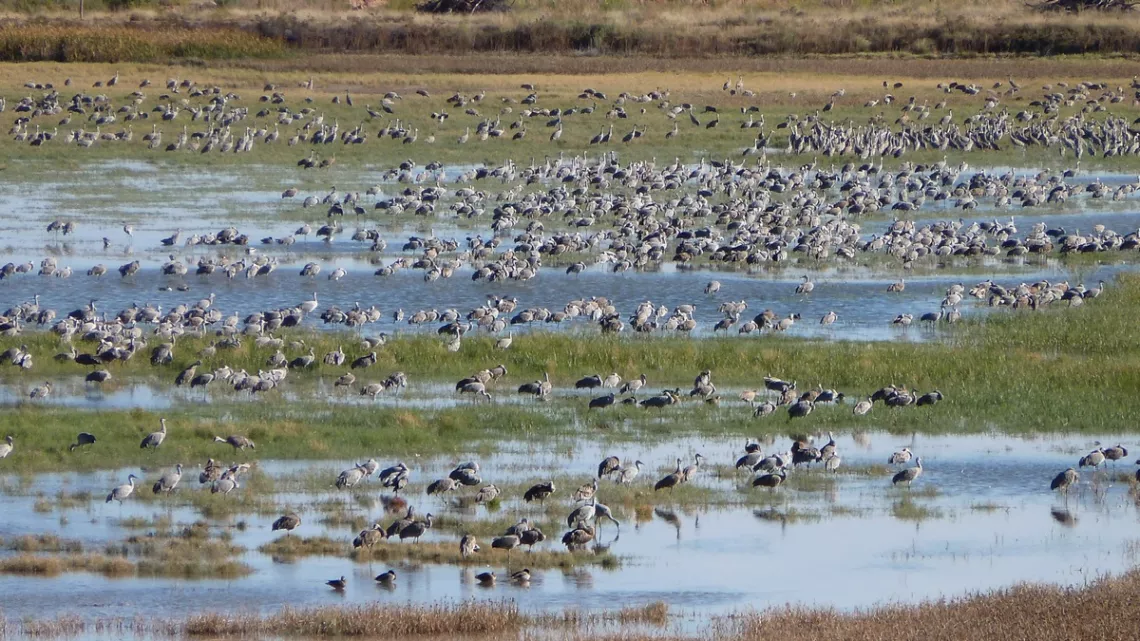 Sandhill cranes at Bitter Lakes NWR 
