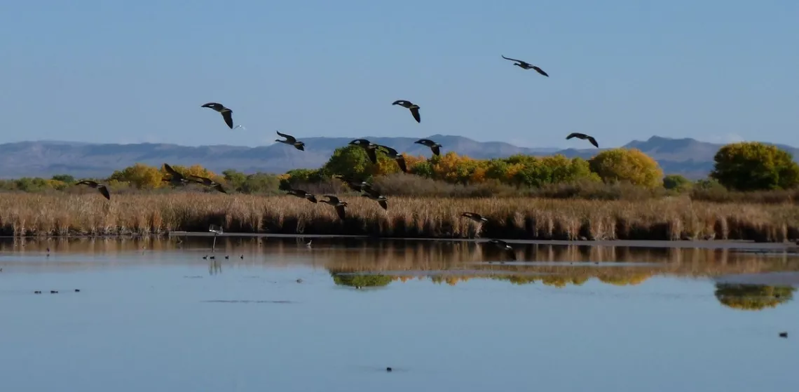 Canada geese at Bosque del Apache NWR