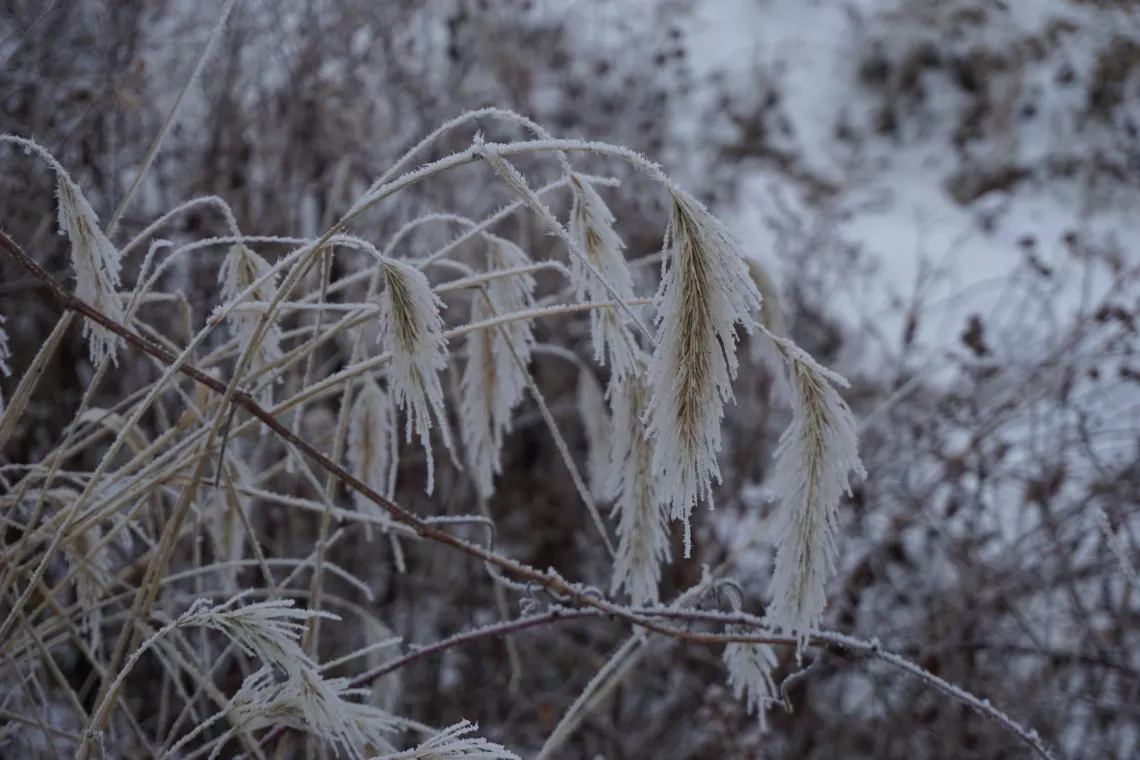 Canadian Wild Rye with frost