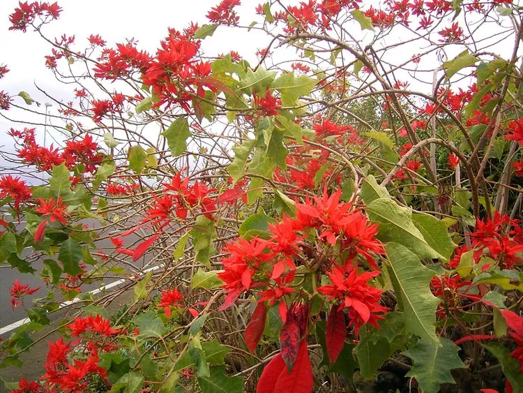 bright red poinsettia grows long and spindly in the wild