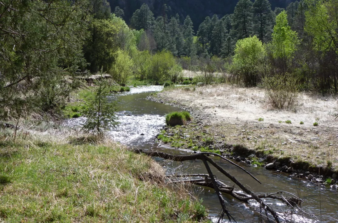 Middle Fork of the Gila River at The Meadows