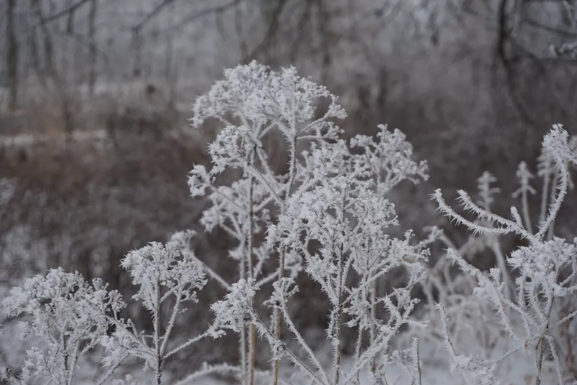 Frost on prairie plants