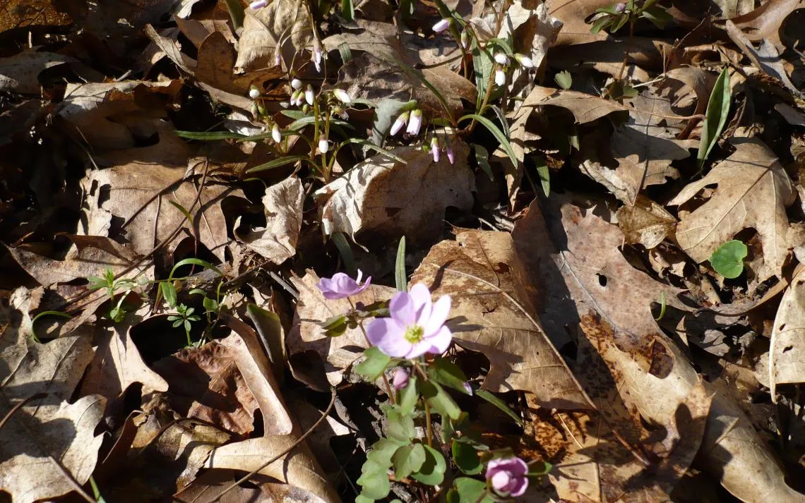 rue anemone