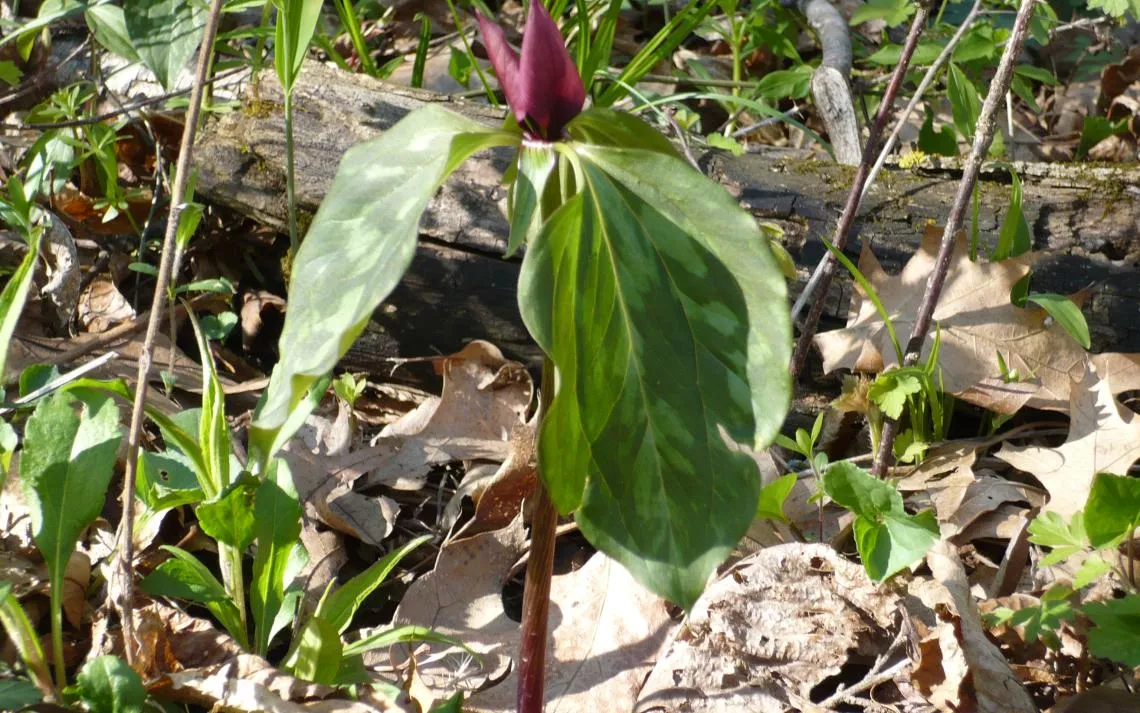 trillium