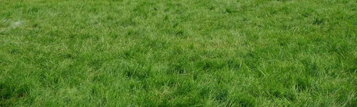 lawn