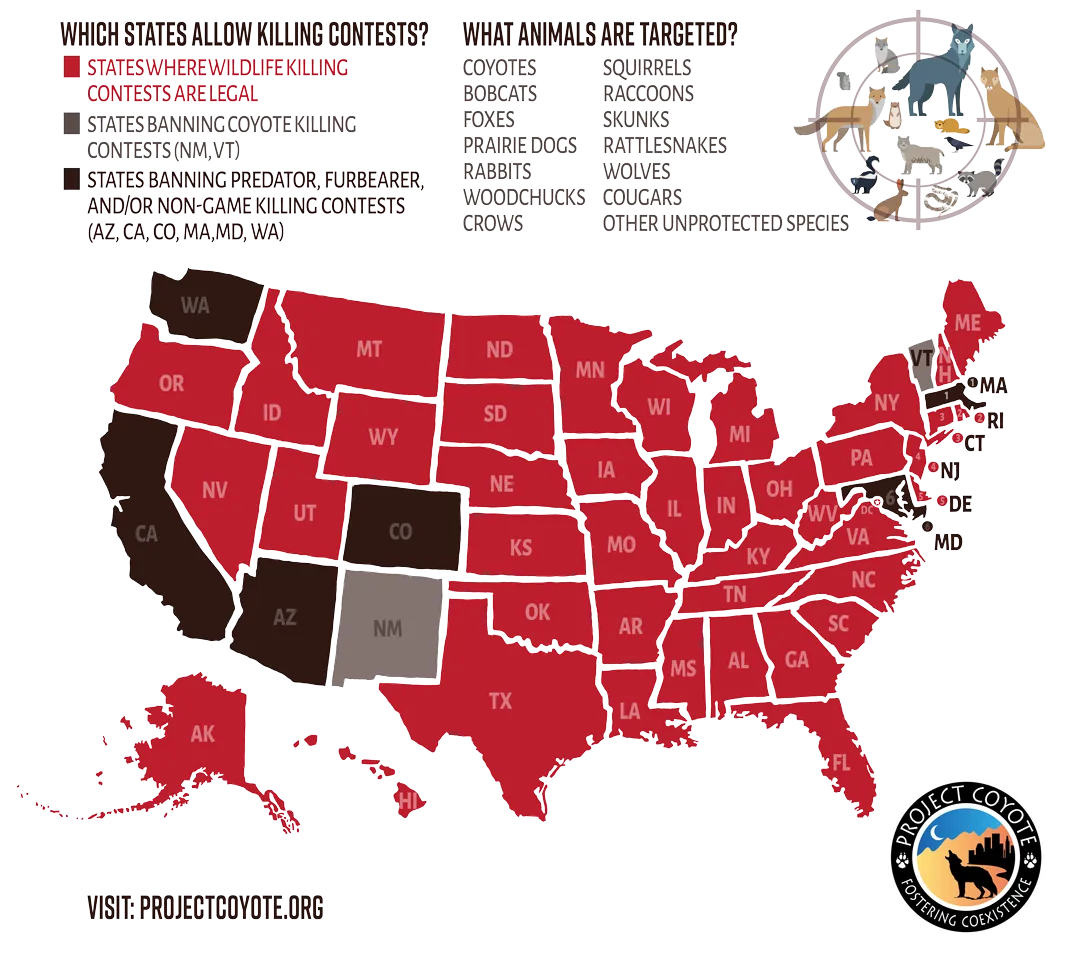Which States Allow Killing Contests