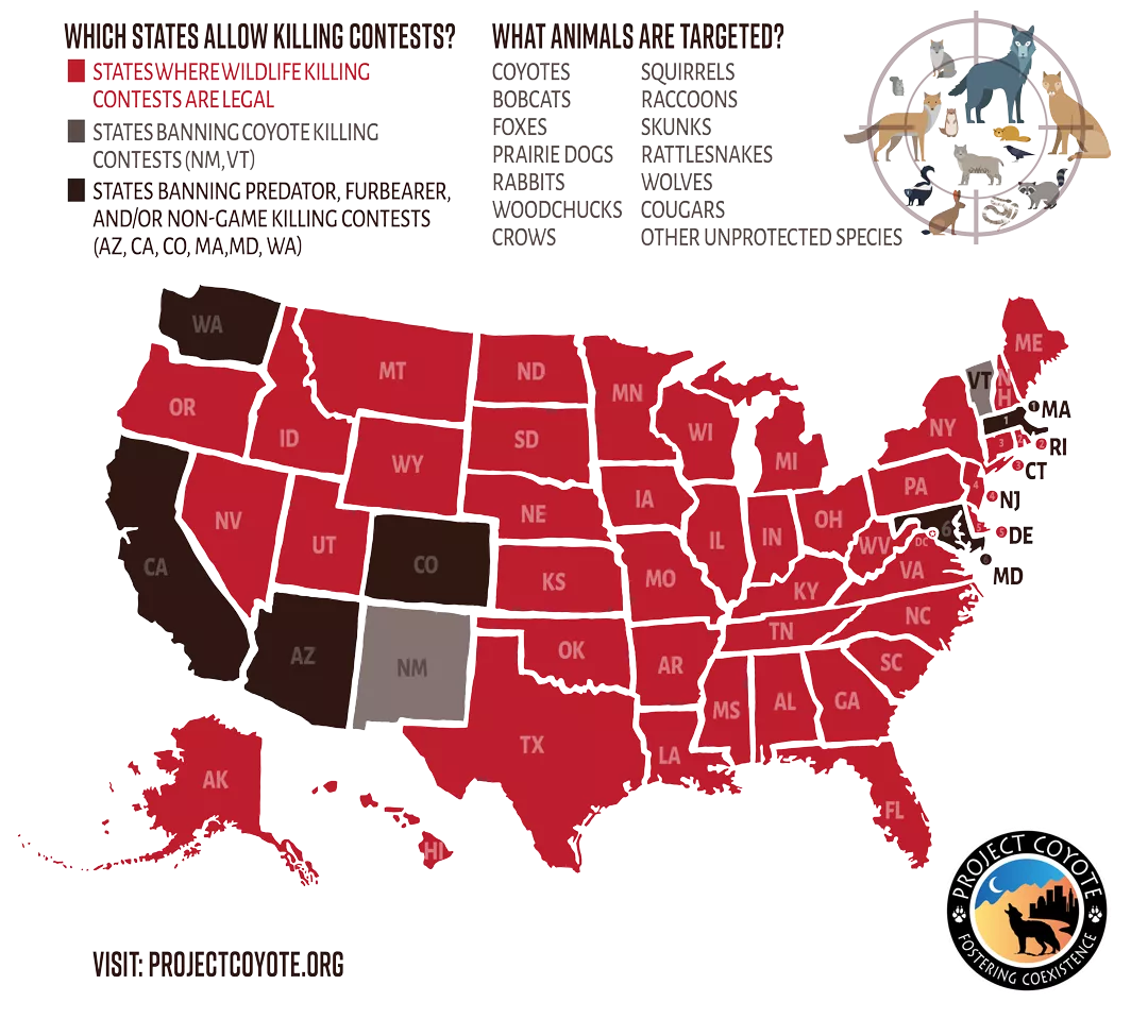 Which States Allow Killing Contests