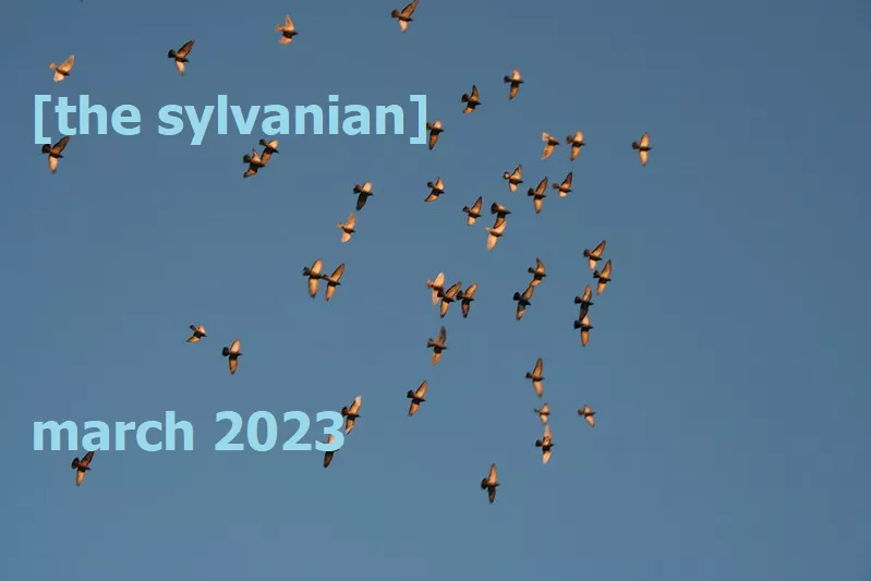 Birds against a blue sky, image courtesy of Karri Huhtanen 