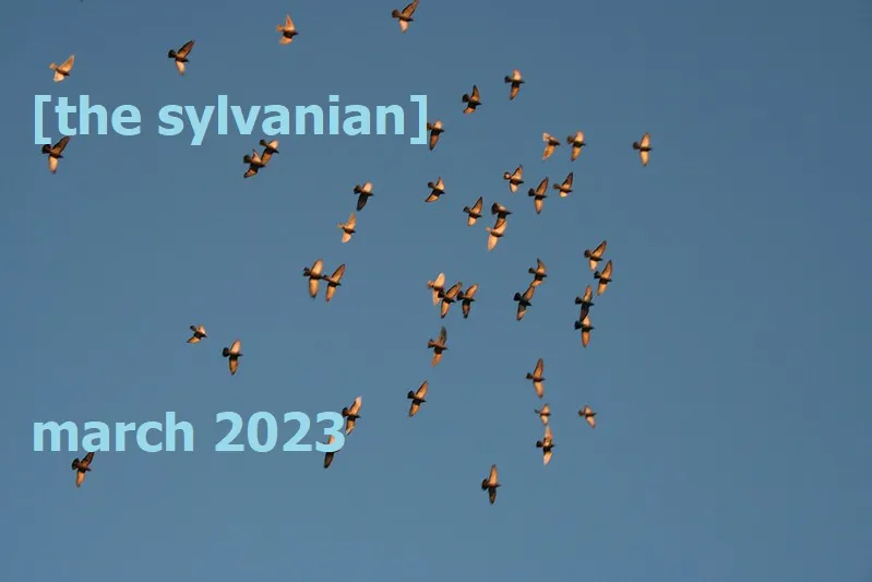 Birds against a blue sky, image courtesy of Karri Huhtanen 