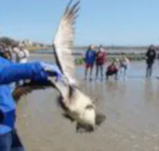 Pelican release