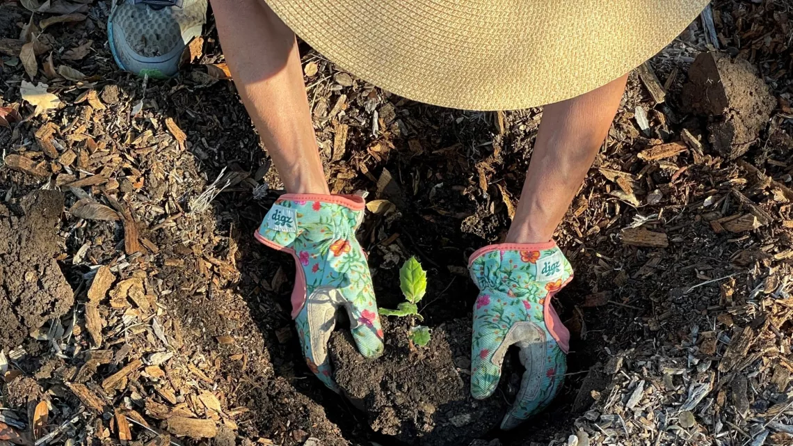 Deborah Williams planting an oak tree