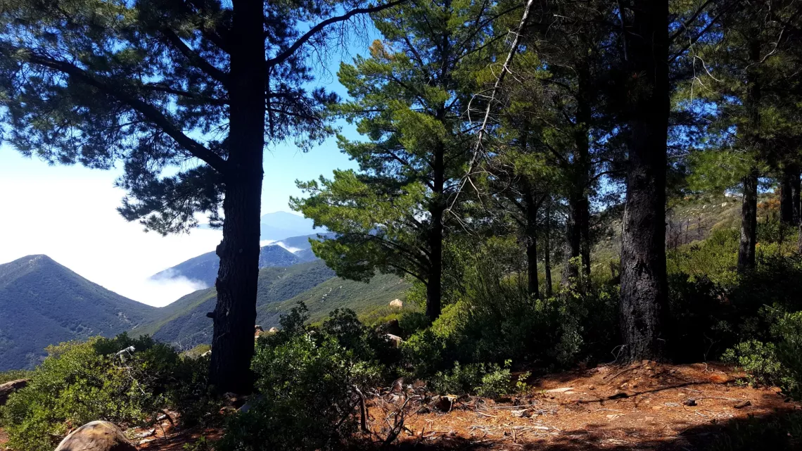 Los Padres National Forest
