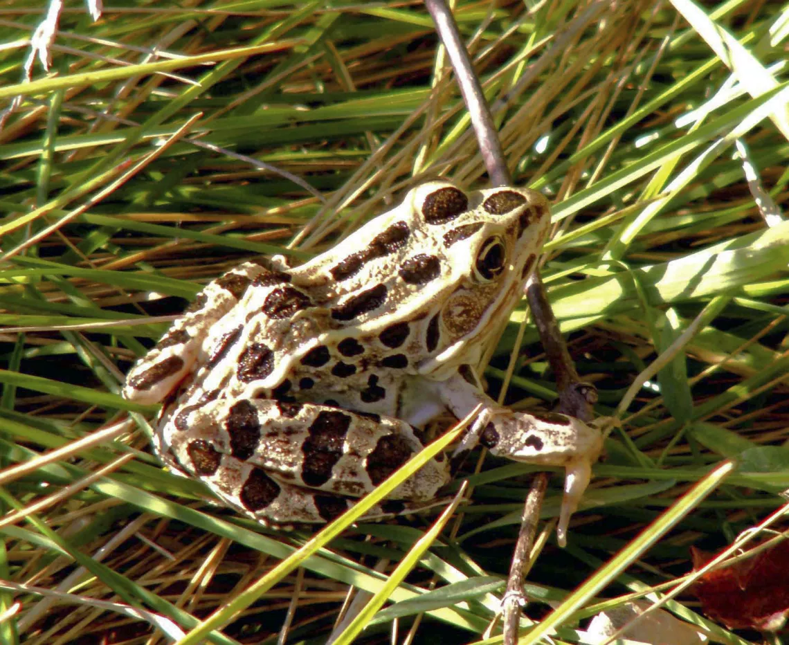 Northern Leopard Frog. Photo Credit: Bob Suchanek