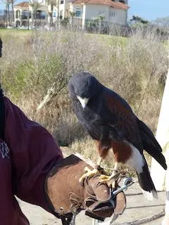 Wildlife Center of Texas