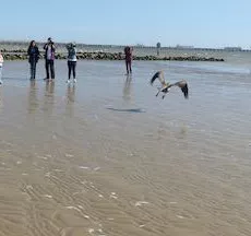 Pelican release