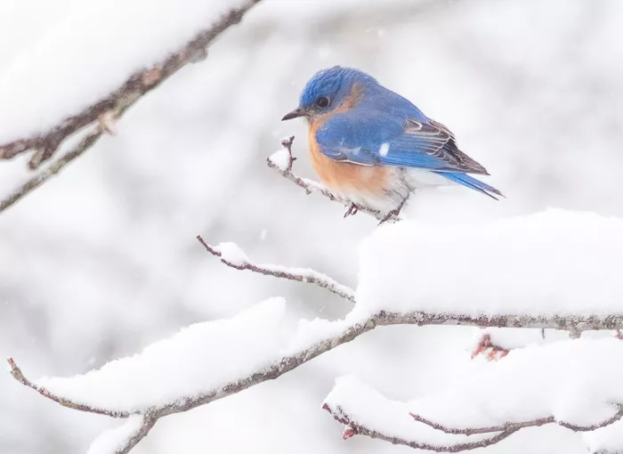 bluebird with orange chest perches on snowy branch