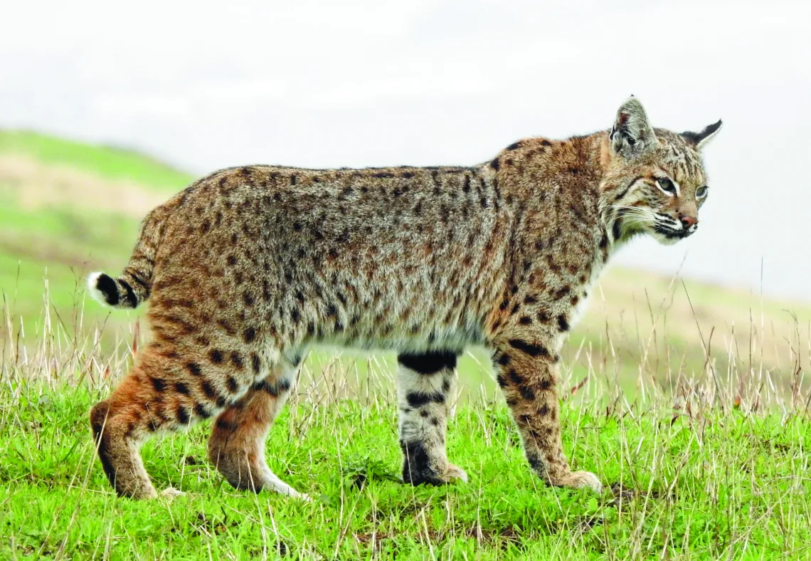 Bobcat in Point Reyes
