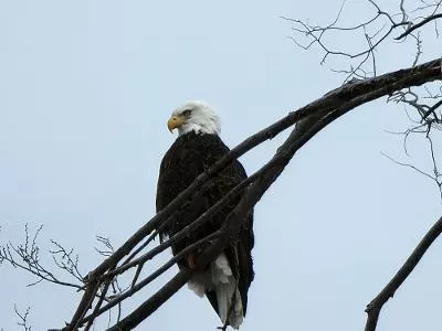 Eagle