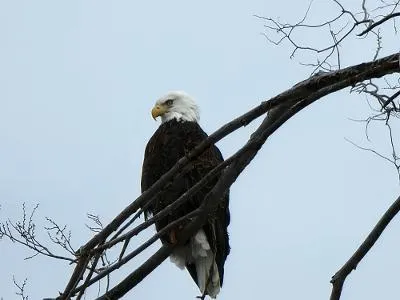 Eagle