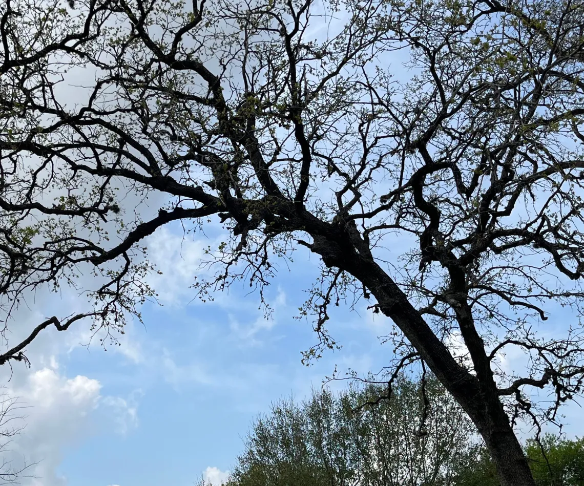 Burls on trees