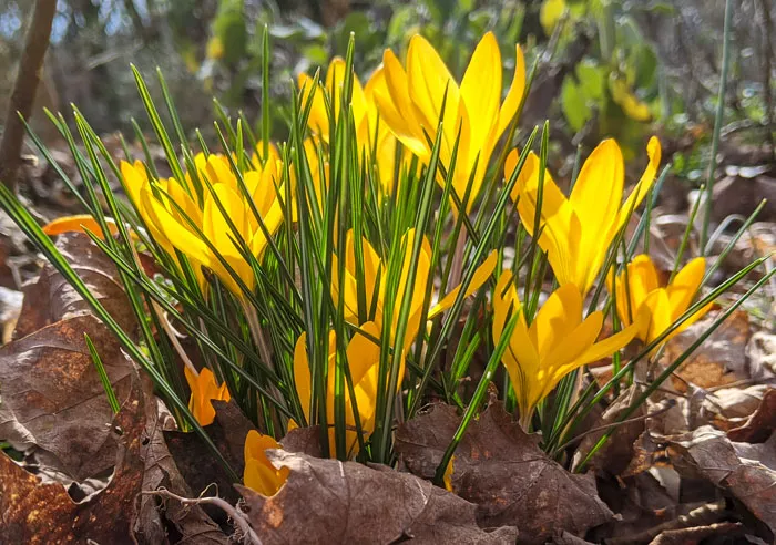 yellow crocus in bloom rising out of pile of brown leaves