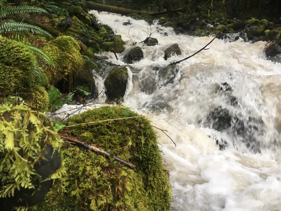 Mossy rocks in front of a stream