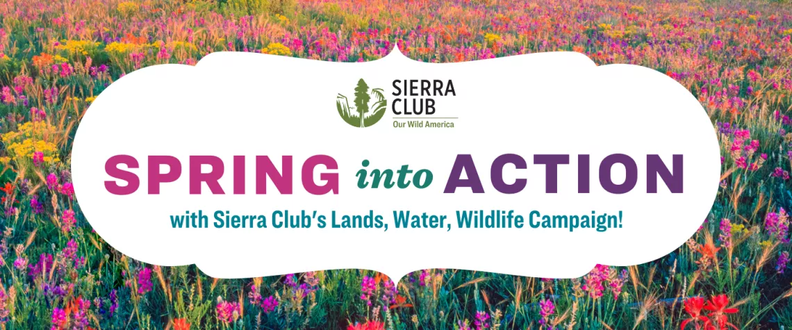 Spring into Action with Sierra Club's Lands, Water, Wildlife Campaign!